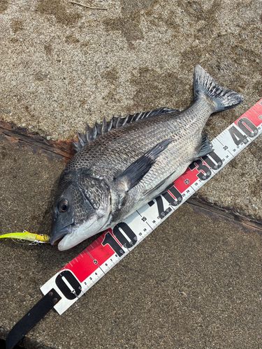 クロダイの釣果