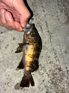 メバルの釣果