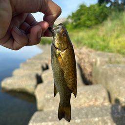 スモールマウスバス