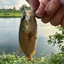 スモールマウスバス