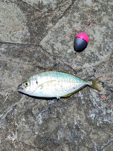 シマアジの釣果