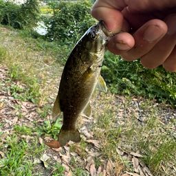 スモールマウスバス