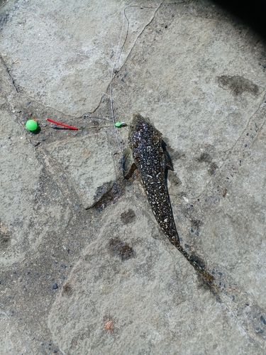 メゴチの釣果