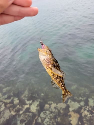 アナハゼの釣果