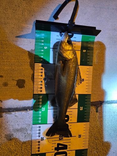 セイゴ（ヒラスズキ）の釣果