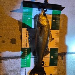 セイゴ（ヒラスズキ）