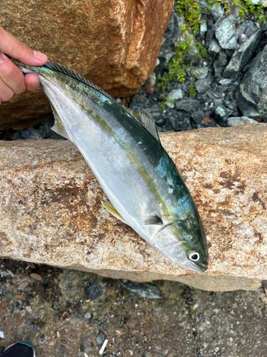 ヤズの釣果