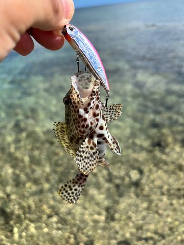 イシミーバイの釣果