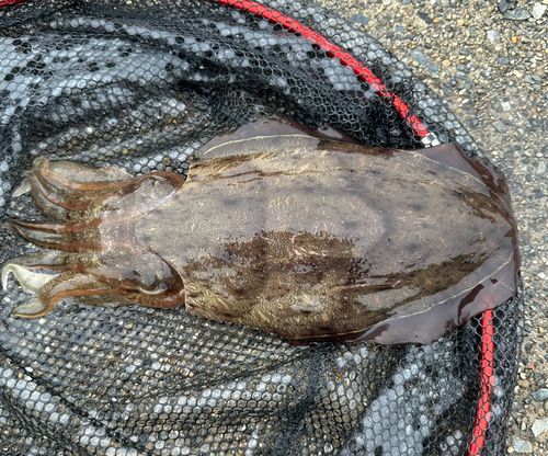 コウイカの釣果