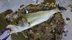 セイゴ（マルスズキ）の釣果