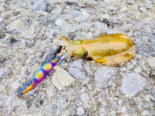 アオリイカの釣果