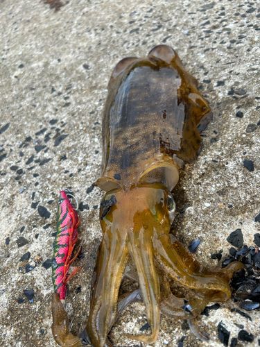 アオリイカの釣果