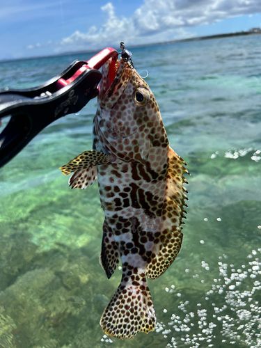 イシミーバイの釣果