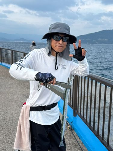 ダツの釣果