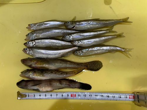 チカの釣果