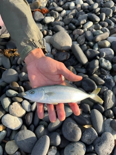 ワカシの釣果
