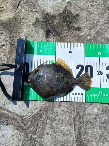 カワハギの釣果