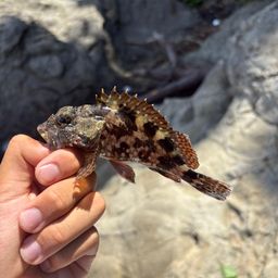 マサバ