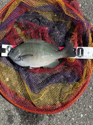 メジナの釣果