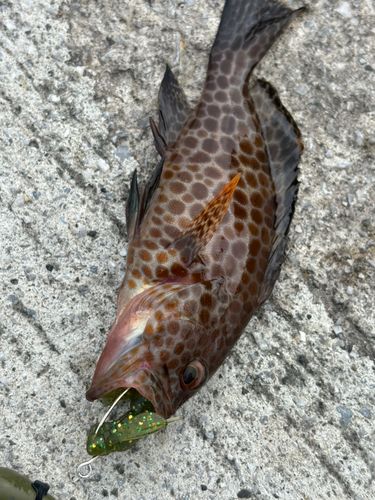 オオモンハタの釣果