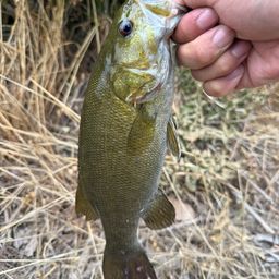 スモールマウスバス