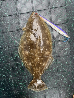 ヒラメの釣果