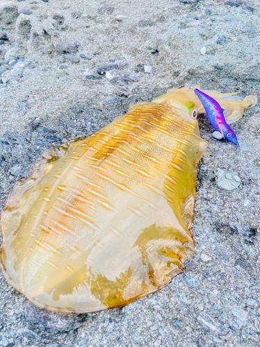 アオリイカの釣果