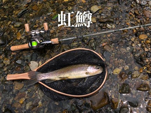 ニジマスの釣果