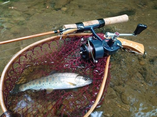 ヤマメの釣果