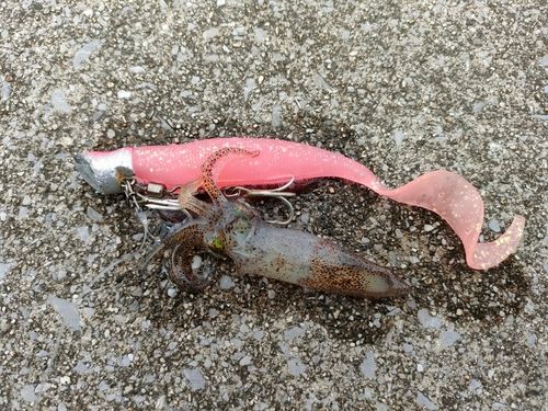 イカの釣果