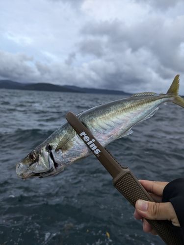 マルアジの釣果