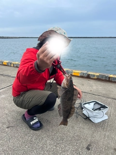 アイナメの釣果