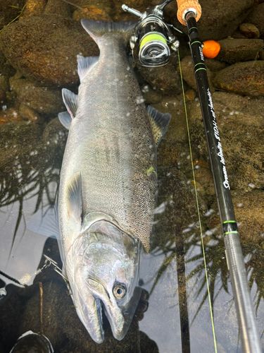 サクラマスの釣果