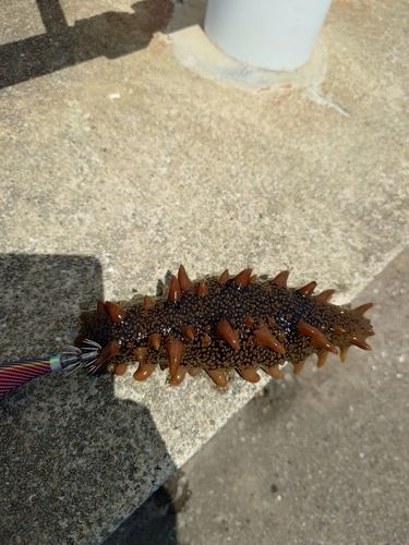 ナマコの釣果