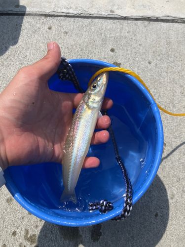 キスの釣果