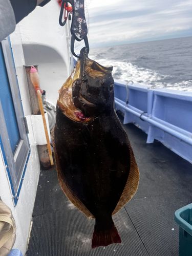 ヒラメの釣果