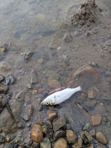 セイゴ（ヒラスズキ）の釣果