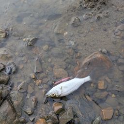 セイゴ（ヒラスズキ）