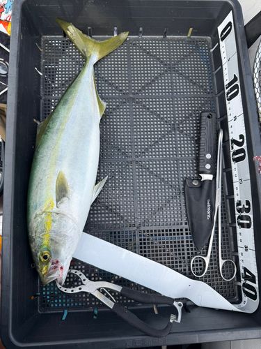 ブリの釣果