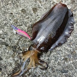 アオリイカ