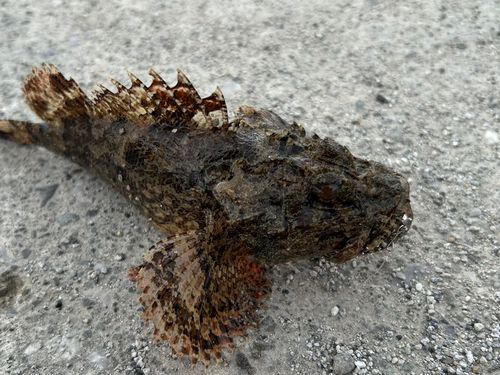 オニカサゴの釣果