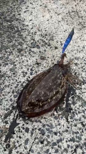 モンゴウイカの釣果