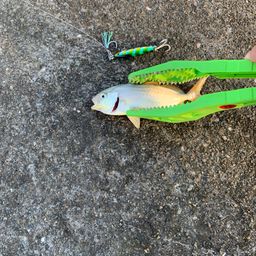 ショゴ