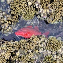 ソウダガツオ