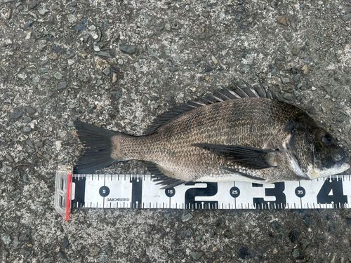 チヌの釣果
