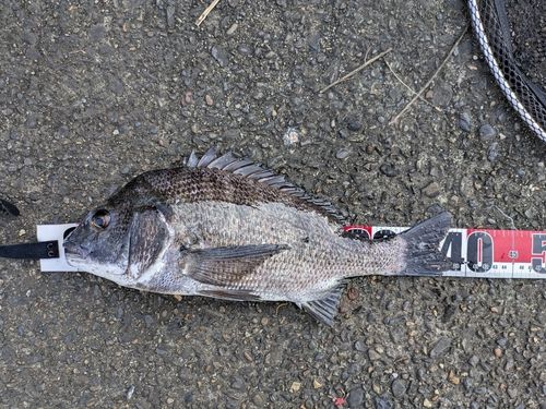 クロダイの釣果