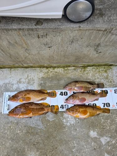 キジハタの釣果