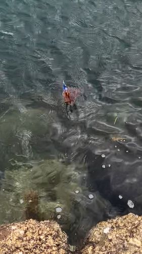 モンゴウイカの釣果