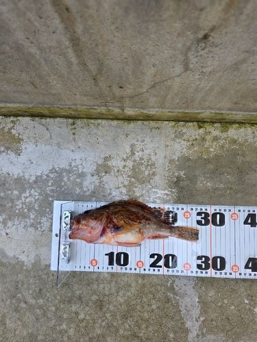 ウッカリカサゴの釣果
