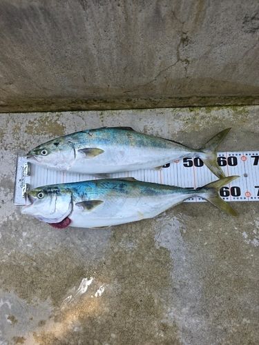 ワラサの釣果